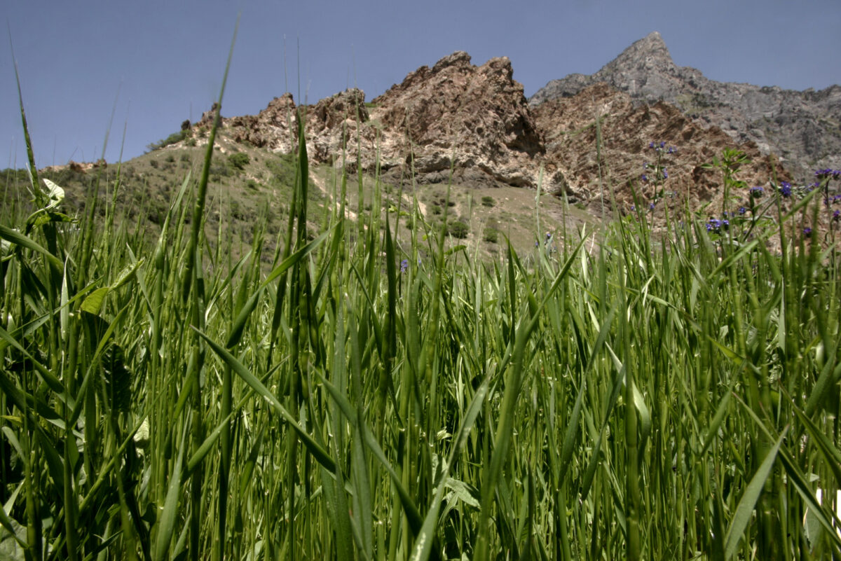 Five steps to take when pollen counts are high News, Sports, Jobs